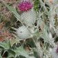 Cirsium echinatum (Desf.) DC.