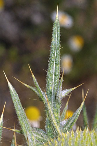 Cirsium odontolepis Boiss.