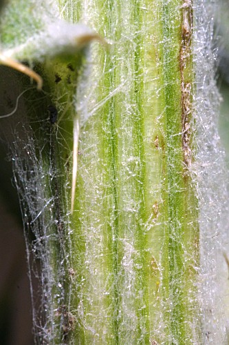 Cirsium odontolepis Boiss.