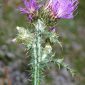 Cirsium palustre (L.) Coss. ex Scop.