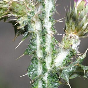 Cirsium palustre (L.) Coss. ex Scop.
