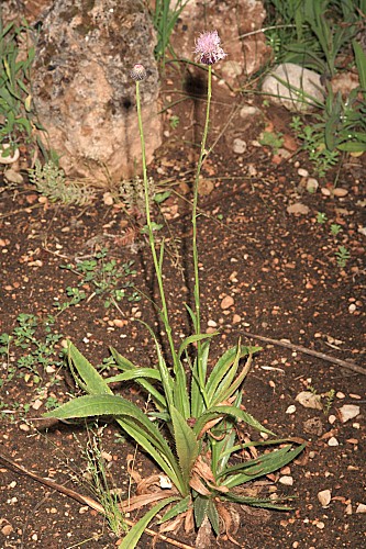 Cirsium rosulatum Talavera & Valdés