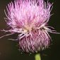 Cirsium rosulatum Talavera & Valdés