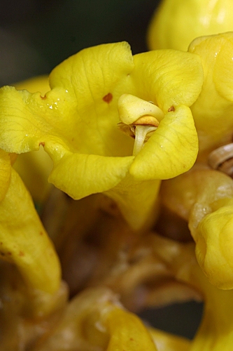 Cistanche phelypaea (L.) Cout.
