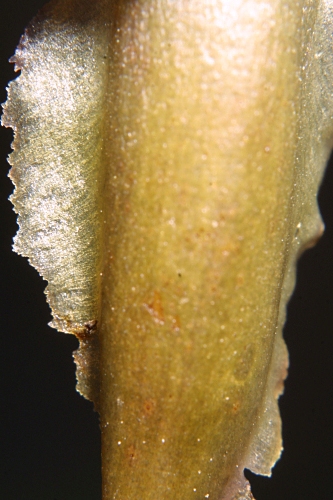 Cistanche phelypaea (L.) Cout.