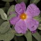 Cistus albidus L.