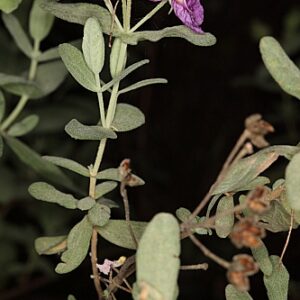 Cistus albidus L.