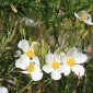 Cistus clusii Dunal