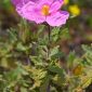 Cistus crispus L.