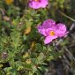 Cistus crispus L.