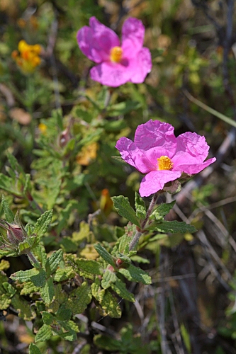 Cistus crispus L.