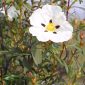 Cistus ladanifer L.