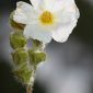 Cistus monspeliensis L.