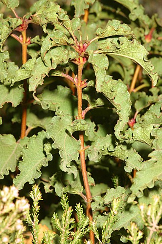 Cistus populifolius subsp. major (Dunal) Heywood