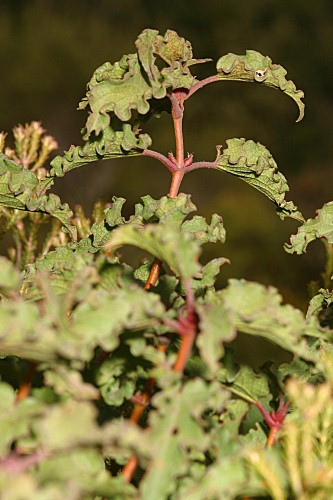 Cistus populifolius subsp. major (Dunal) Heywood