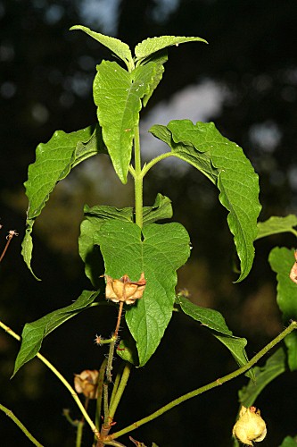 Cistus populifolius subsp. populifolius L.