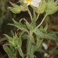 Cistus psilosepalus Sweet