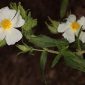 Cistus psilosepalus Sweet