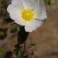 Cistus salviifolius L.