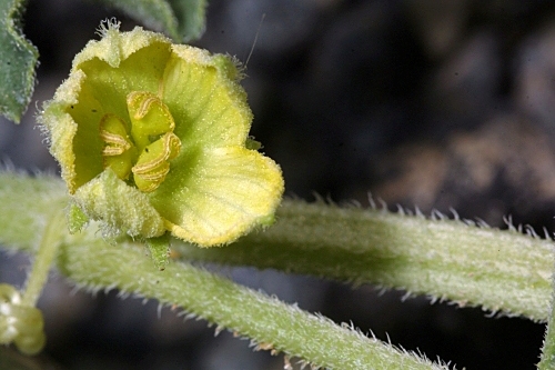 Citrullus colocynthis (L.) Schrad.
