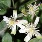 Clematis vitalba L.