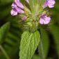 Clinopodium vulgare L.