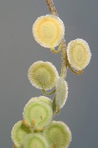 Clypeola jonthlaspi L.