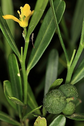 Cneorum tricoccum L.