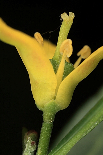 Cneorum tricoccum L.