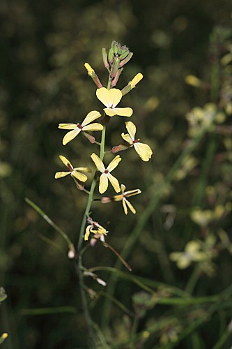 Coincya longirostra (Boiss.) Greuter & Burdet