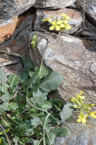 Coincya monensis subsp. nevadensis (Willk.) Leadlay