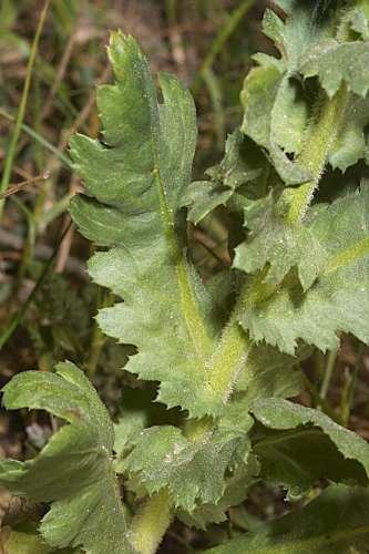 Coleostephus myconis (L.) Rchb. fil.