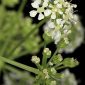 Conium maculatum L.