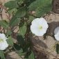Convolvulus arvensis L.