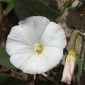 Convolvulus arvensis L.
