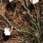 Convolvulus lanuginosus Desr.