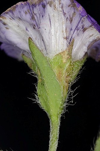 Convolvulus siculus L.
