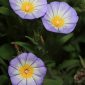 Convolvulus tricolor L.