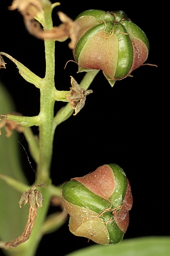Coriaria myrtifolia L.
