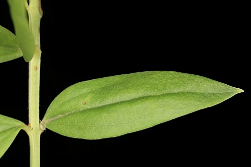 Coriaria myrtifolia L.