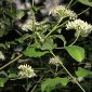Cornus sanguinea L.