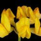 Coronilla juncea L.
