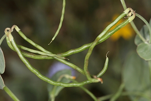 Coronilla scorpioides (L.) W.D.J. Koch