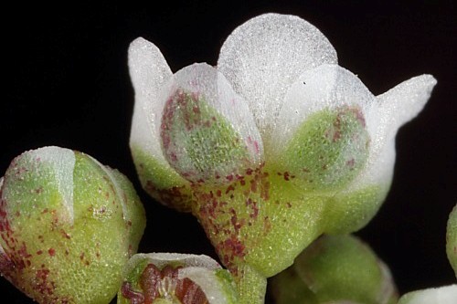 Corrigiola telephiifolia Pourr.