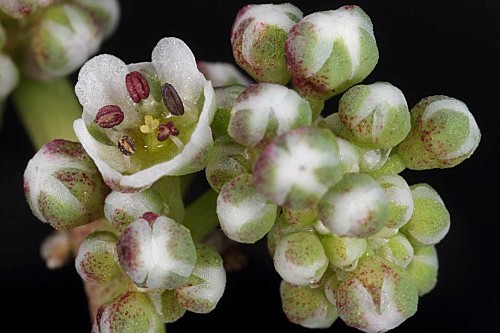 Corrigiola telephiifolia Pourr.