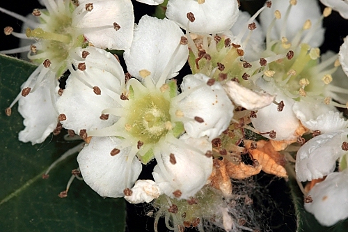 Cotoneaster granatensis Boiss.