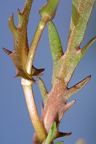 Cotula coronopifolia L.