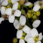Crambe hispanica L.