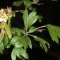 Crataegus azarolus L.