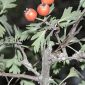 Crataegus laciniata Ucria